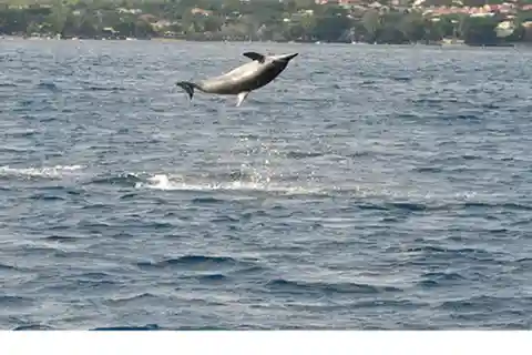 Mauritius: Delfin- och valskådning med snorkling