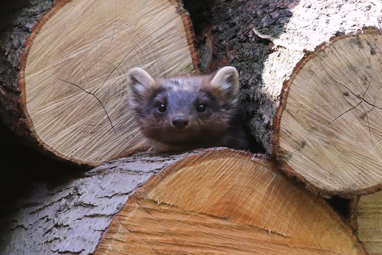 Innsbruck: Bilet wstępu do alpejskiego zoo