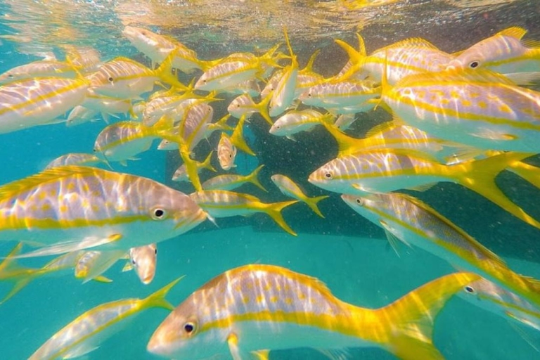 Key West: snorkel en los arrecifes de coral de 3 horasSnorkel por la tarde