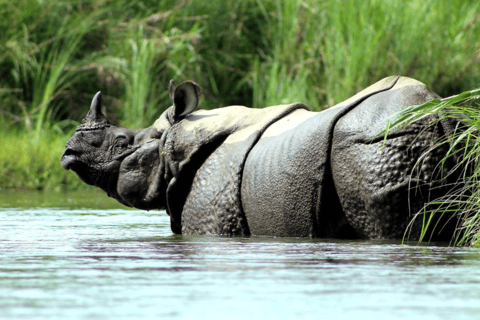 Katmandú: tour de luna de miel de 8 días con Chitwan y Pokhara