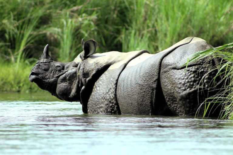 Katmandú: tour de luna de miel de 8 días con Chitwan y Pokhara