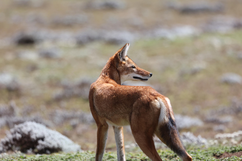 Bale Mountains National Park: Ethiopian Wolf Watching Tour