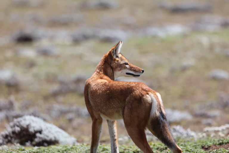 Bale Mountains National Park: Ethiopian Wolf Watching Tour