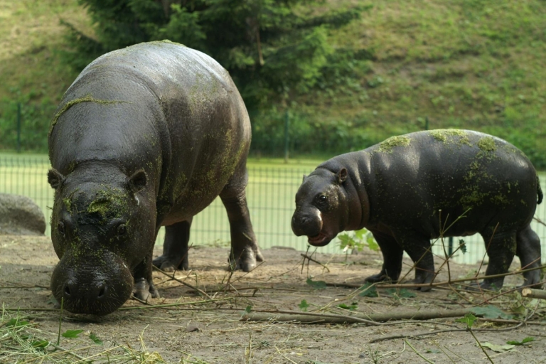 Wroclaw: Zoo con transporte privado y entradas5 horas: Zoo de Breslavia con traslados privados