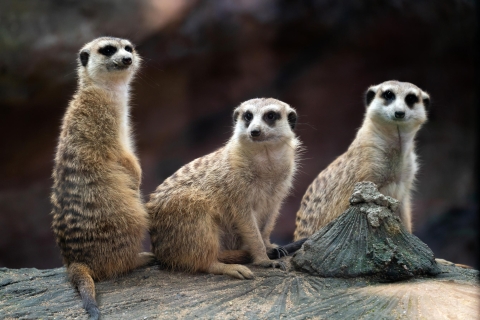 Wroclaw: Zoo with Private Transport and Tickets 5-hour: Wroclaw Zoo with Private Transfers