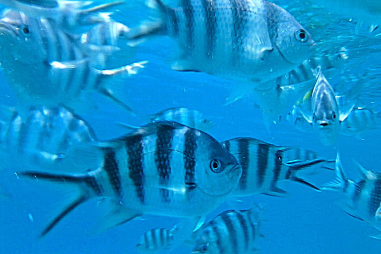 Zanzibar: Passeio de mergulho com snorkel na Ilha Mnemba