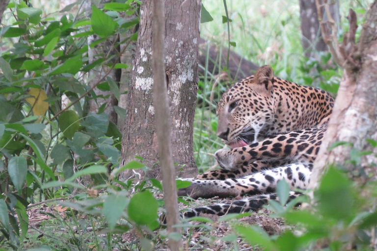 Z Galle/Mirissa/Hikkaduwa - Yala Safari - Wylot: Ella12-godzinne całodniowe safari w Parku Narodowym Yala