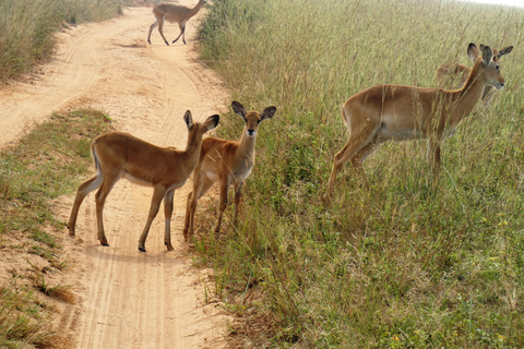 Kigali: Akagera National Park Safari Day Trip