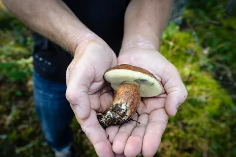 Helsinki: Wycieczka RIB do domku letniskowego z grillem i sauną