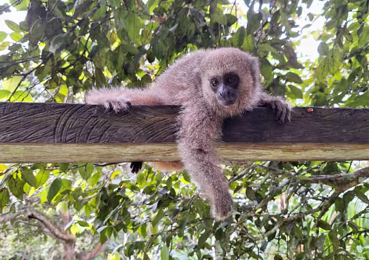 Iquitos Full Day Visit to the authentic Monkey Island GetYourGuide
