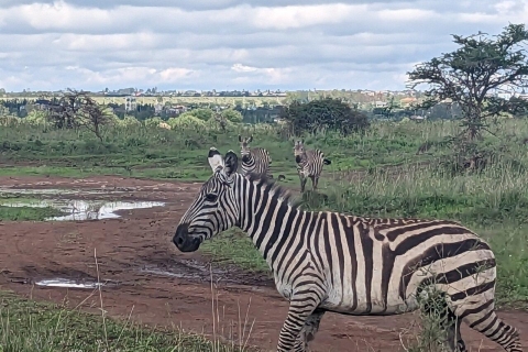 Nairobi-Nationalpark Ganz- oder Halbtagestour mit GuideNairobi National Park Halbtagestour mit Guide