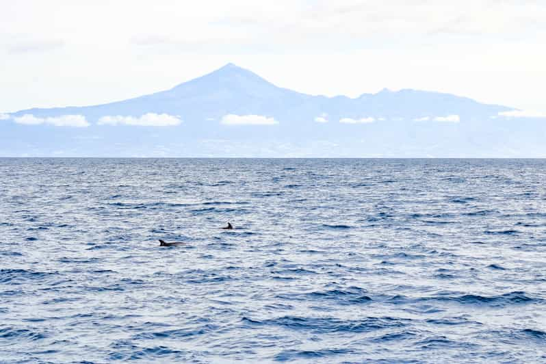 Tenerife: Dolphin and Whale Eco-Cruise with Snack & Drinks | GetYourGuide