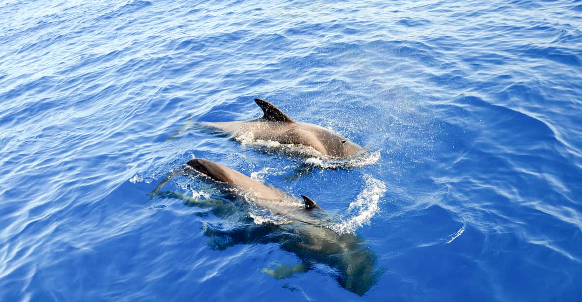 Tenerife: ecocrucero para ver delfines y ballenas con comida y bebida