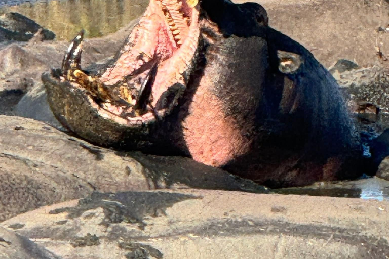 Zanzibar: Mikumi National Park Safari with Flight