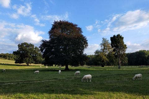 Cotswolds: Full-Day Electric Bike Tour