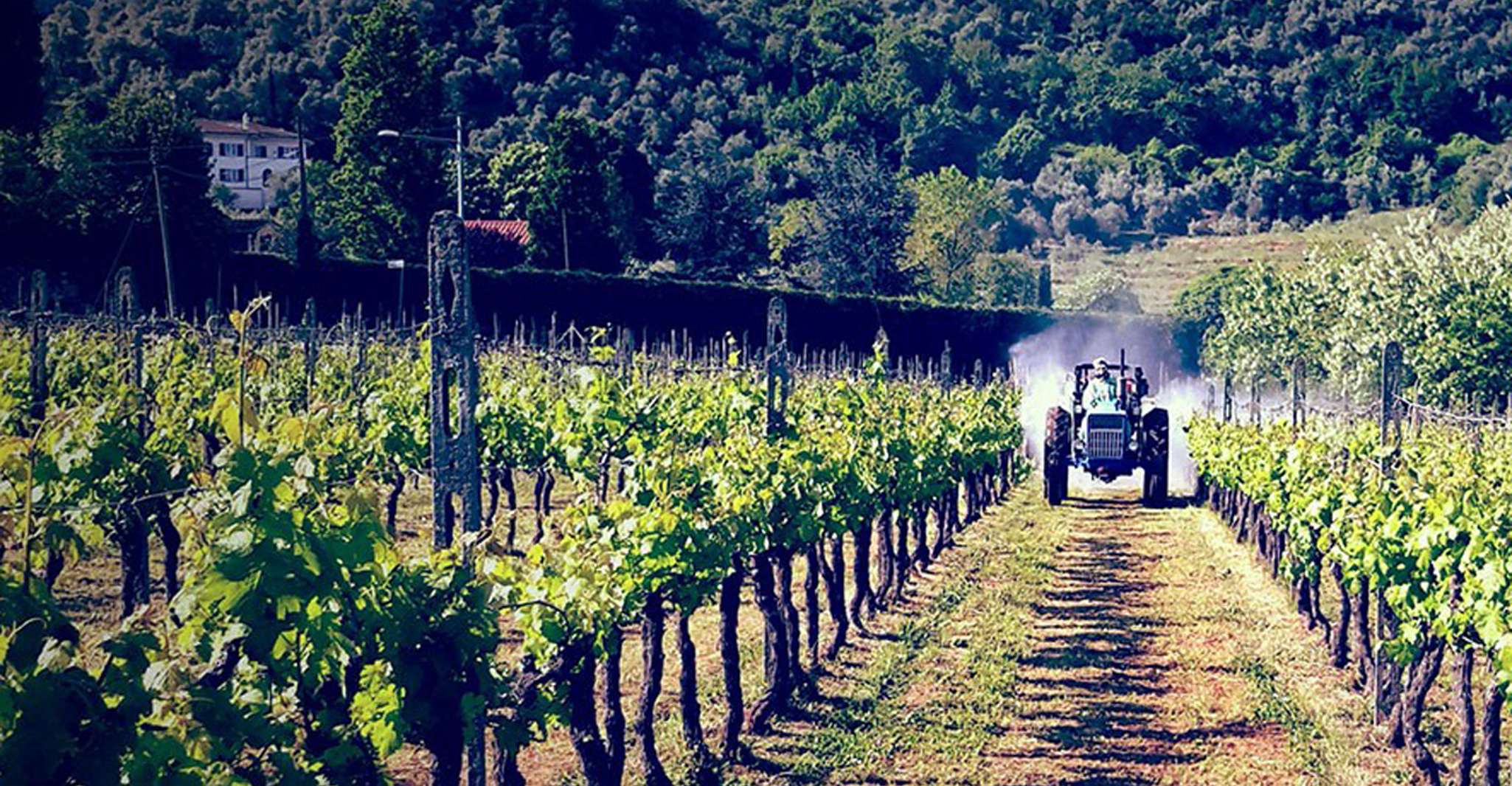 Lucca, geführte E-Bike und Weintour - Hizvo