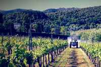 Lucca, geführte E-Bike und Weintour - Hizvo
