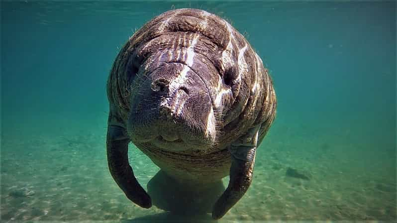 manatee airboat tours