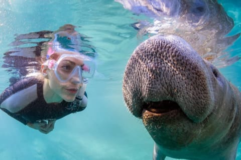 Orlando: Manatee Encounter, Snorkeling, and Airboat Ride