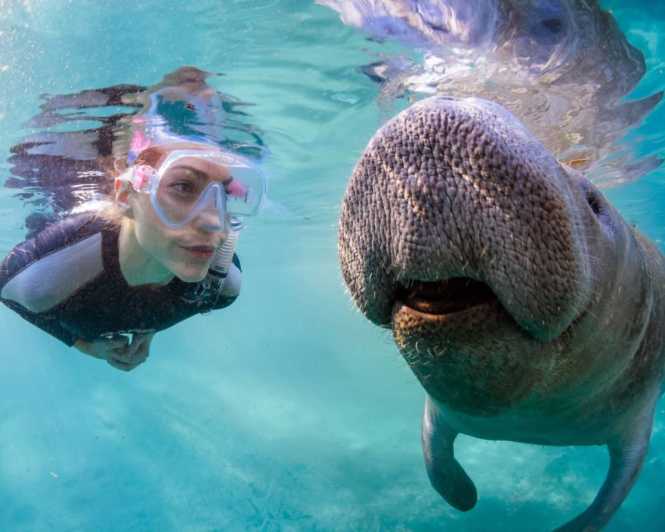 Orlando: Manatee Encounter, Snorkeling, and Airboat Ride