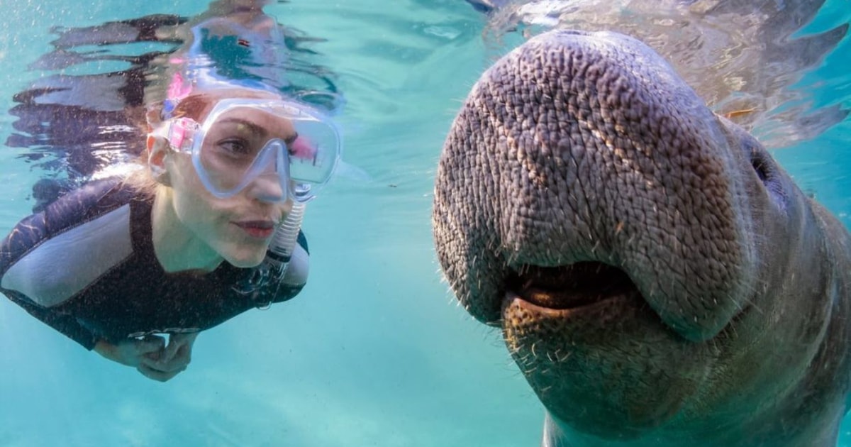 Orlando: Manatee Encounter, Snorkeling, and Airboat Ride | GetYourGuide