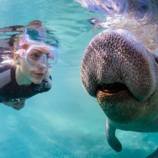 Orlando: incontro con i lamantini, snorkeling e giro in idroscivolante