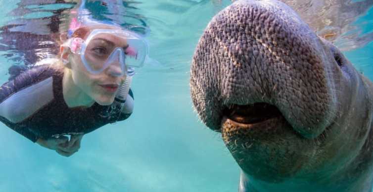 Swim with Manatees in Crystal River & Homosassa, FL