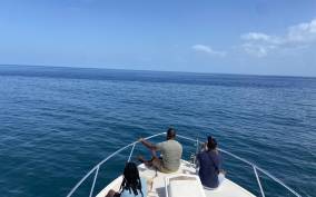 Dominica: Whale Watching