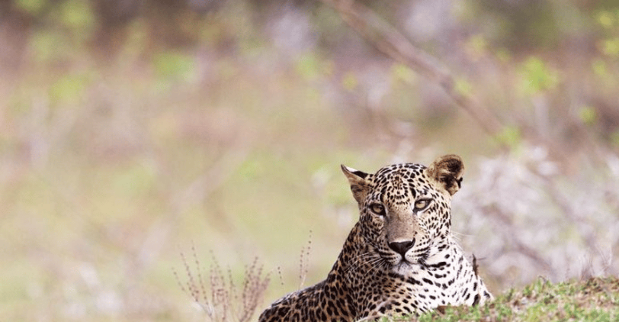 Wilpattu Wildlife Adventure, Day Safari with Picnic Meals - Housity