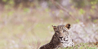 Wilpattu Wildlife Adventure, Day Safari with Picnic Meals - Housity