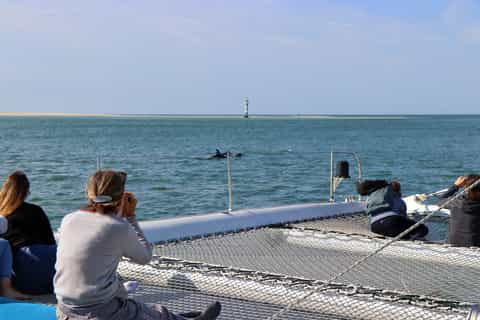 Full-Day Dolphin Watching Tour from Lisbon