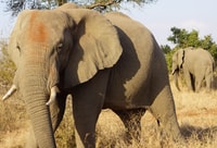 Kruger Park Safari van Maputo - Housity