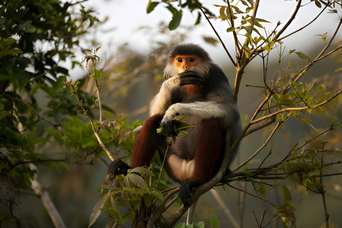 From Da Nang: Wildlife watching, Douc Langurs watching