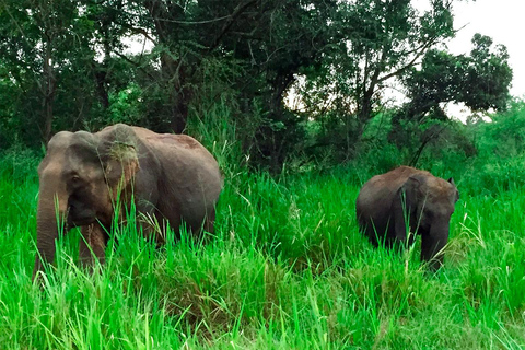 From Kandy: Wasgamuwa Safari & Rathna Ella Waterfall Tour