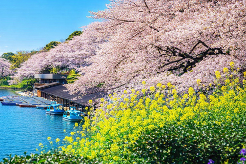 Tokyo Cherry Blossom Day Tour: Asakusa,Chidorigafuchi & Ueno 【Standard】English Guided Sightseeing Tour