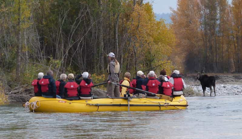 Jackson: tour panoràmic de la bassa del Snake River amb vistes a Teton