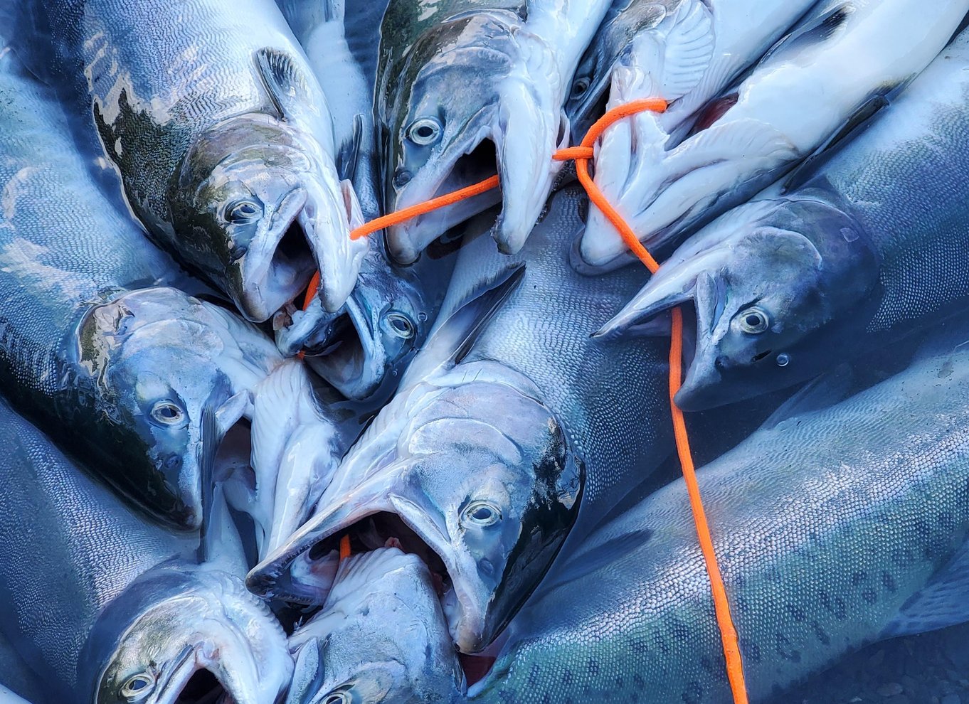 Anchorage: Heldags guidet laksefiskeri med afhentning på hotel