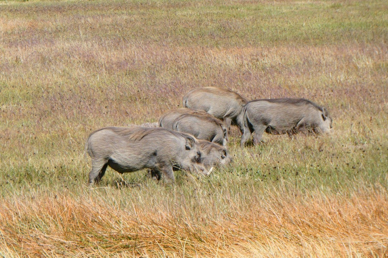 4 days Bale Mountains Wildlife & Nature Tour