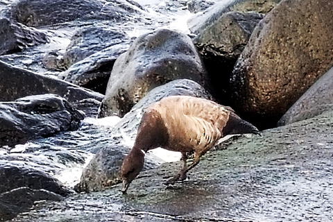 Bird Watching tour in Natural Park near Riga (Latvia)