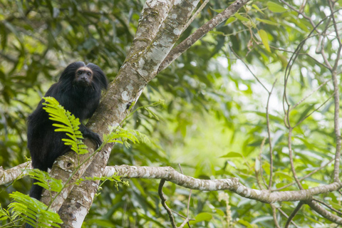 Black Lion Tamarin observation in the wild