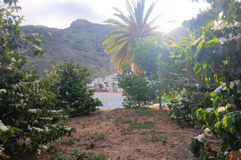 Finca Los Castaños: koffietour en proeverij in de Agaete-vallei