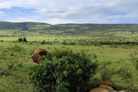 Nairobi: 3-Day epic trip to Maasai Mara Reserve with meals 3 days, 2 nights private safari to Mara in a tourist VAN