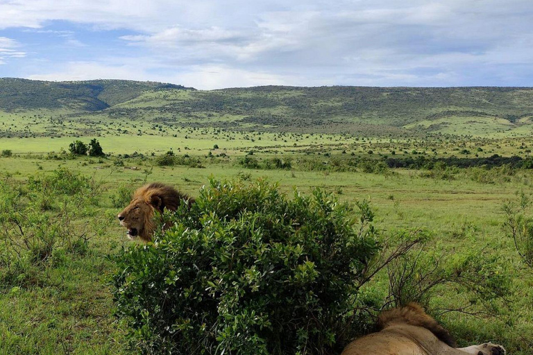 Nairobi: 3-Day epic trip to Maasai Mara Reserve with meals 3 days, 2 nights private safari to Mara in a tourist VAN
