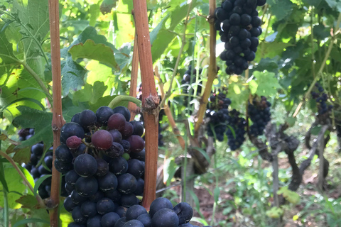 DUO OUDERS KINDEREN WIJN CÔTE-RÔTIE TOUR BEZOEK