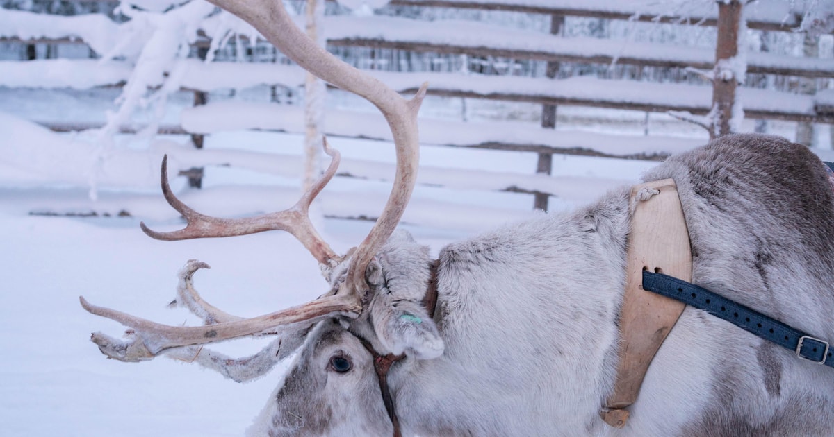 Rovaniemi visite guidée d une ferme d élevage de rennes et promenade