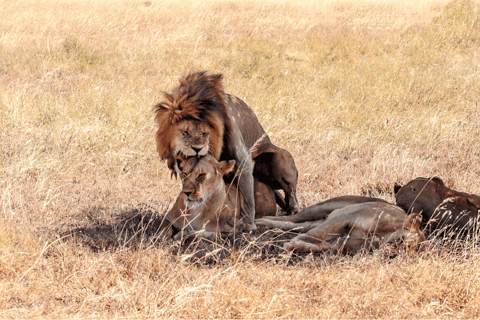 Queen Elizabeth National Park: 2-Day Safari with Boat Cruise