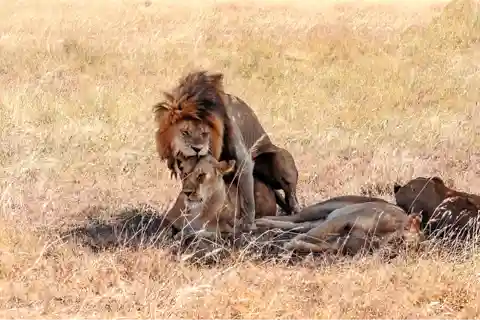 Queen Elizabeth National Park: 2-Day Safari with Boat Cruise