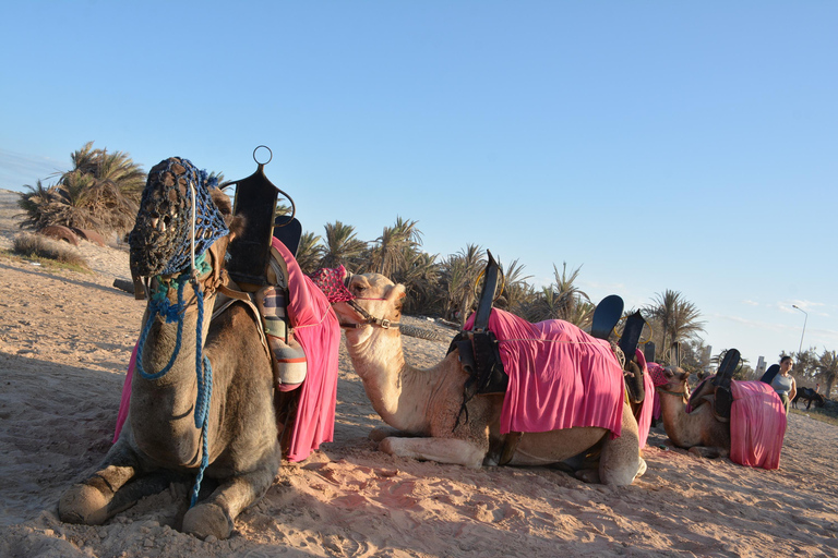 Vivez l&#039;aventure pendant 2,5 heures avec des chevaux et des chameaux.