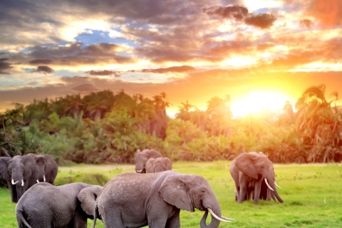 Kampala: tweedaagse safari in Murchison Falls National Park