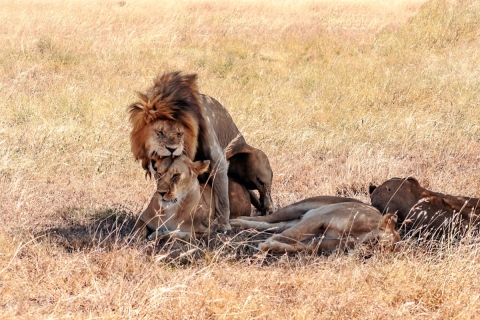 Kampala: tweedaagse safari in Murchison Falls National Park